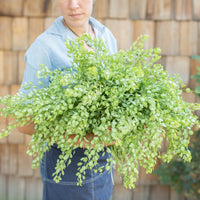 An armload of Cress Pennycress
