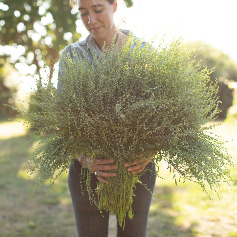 Wrinkled Crinkled Crumpled' Cress – Experimental Farm Network Seed Store