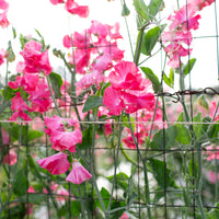 Sweet Pea Daily Mail growing in the field