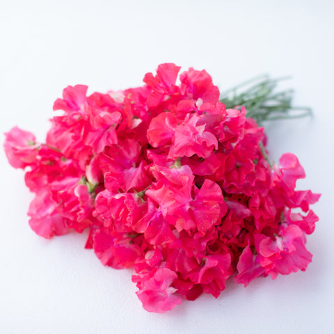 A bunch of Sweet Pea Daily Mail