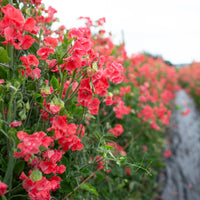 Sweet Pea Edith Flanagan growing in the field