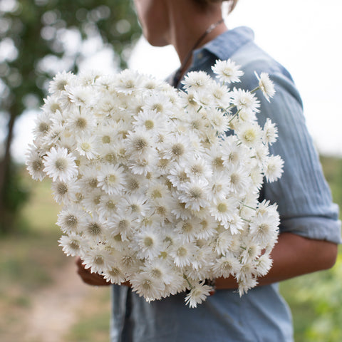 An armload of Flannel Flower