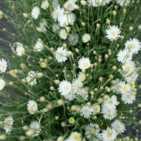 A close up of Flannel Flower