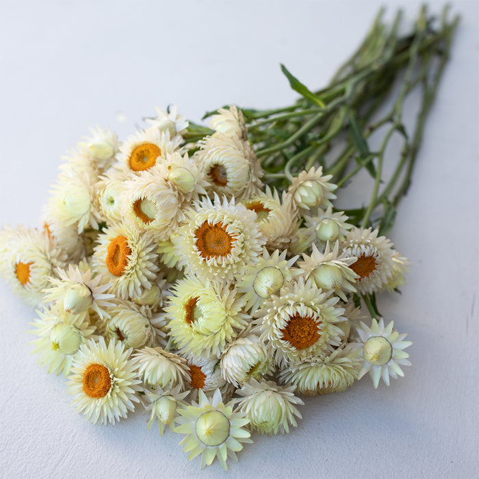 An overhead of Strawflower 'Frosted Sulphur'