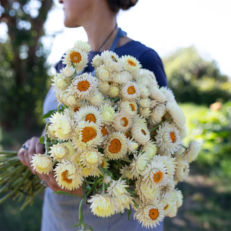 https://shop.floretflowers.com/cdn/shop/products/Floret-Strawflower_Frosted_Sulphur-2_768x.jpg?v=1659999376