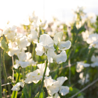 Sweet Pea 'Clotted Cream' growing in the field