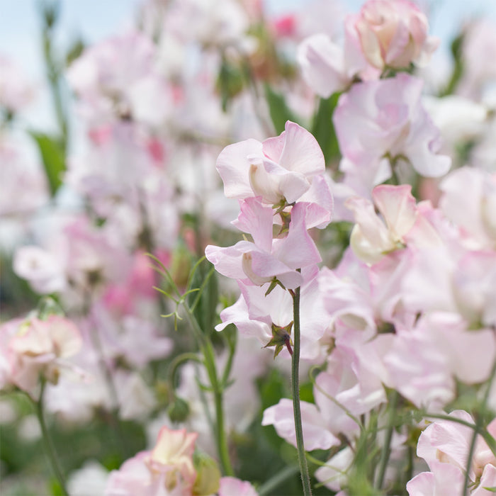 A close up of Sweet Pea 'Jacqueline Heather'