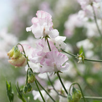 A close up of Sweet Pea 'Jacqueline Heather'