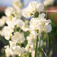 A close up of Sweet Pea 'Limelight'
