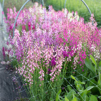 Linaria 'Northern Lights Mix' growing in the field