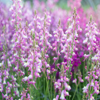 A close up of Linaria 'Northern Lights Mix' growing in the field