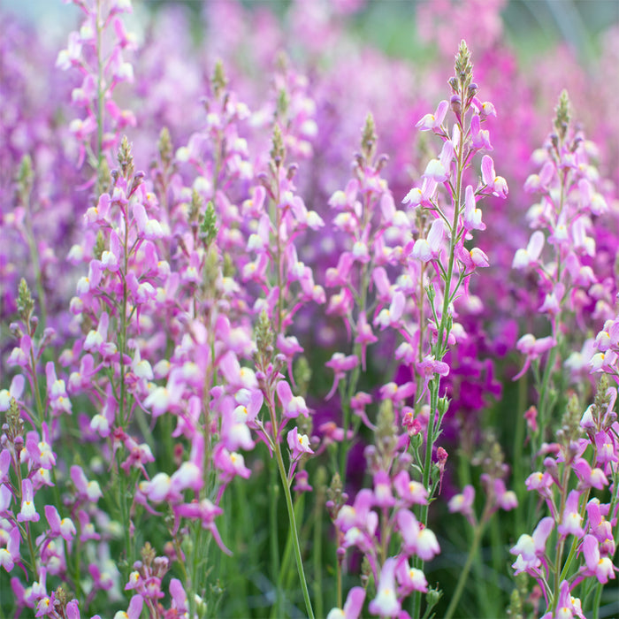 A close up of Linaria 'Northern Lights Mix' growing in the field