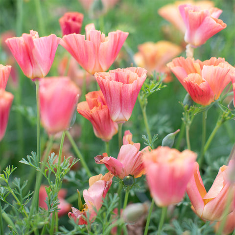 A close up of California Poppy 'Thai Silk Apricot Chiffon' growing in the field