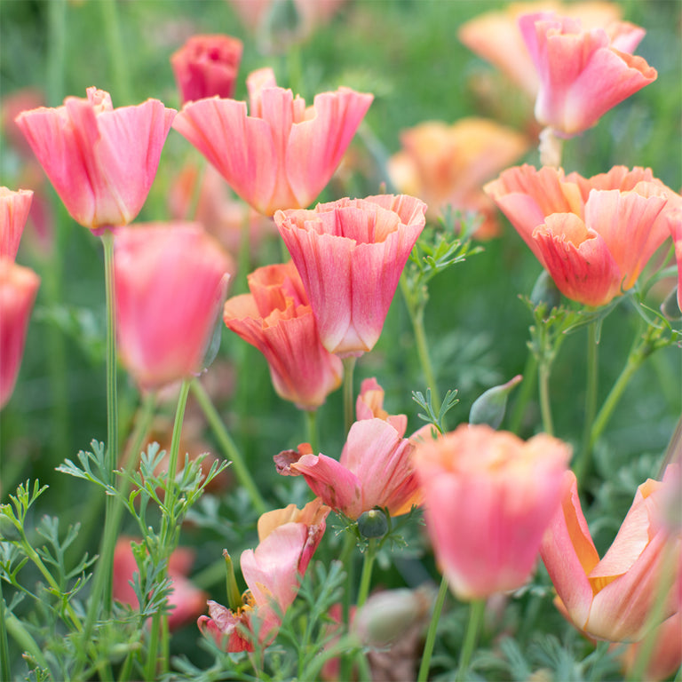 California Poppy Thai Silk Apricot Chiffon – Floret Flower Farm