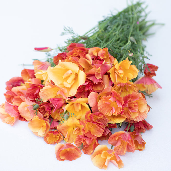 An overhead of California Poppy 'Thai Silk Apricot Chiffon'