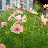 A close up of Cosmos 'Apricotta' growing in the field