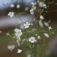 A close up of Annual Baby’s Breath Covent Garden