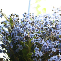 Chinese Forget-Me-Not Blue Showers growing in the field