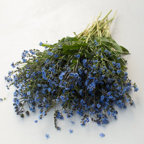 A bunch of Chinese Forget-Me-Not Blue Showers