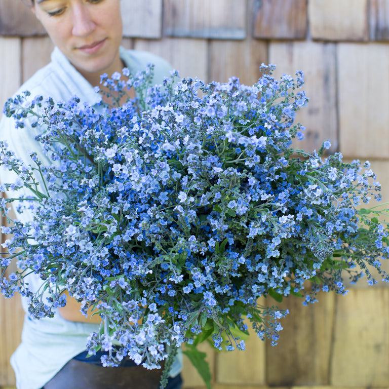 Organic Chinese Forget-Me-Not - Fruition Seeds