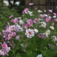 Cosmos Double Click Mix growing in the field