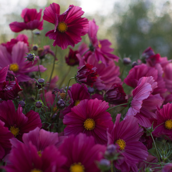 Cosmos Rubenza growing in the field