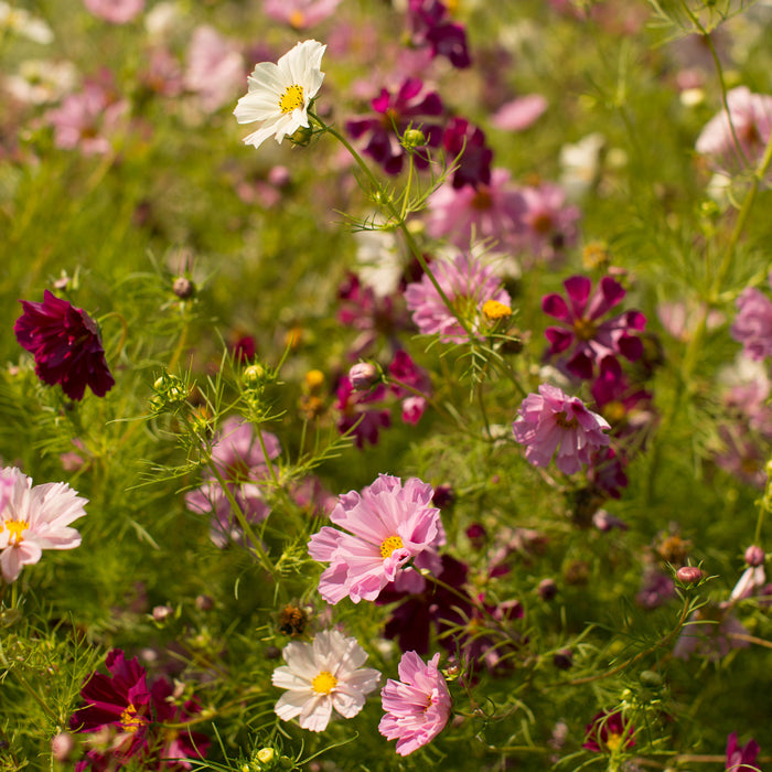 Cosmos Seashells Mix growing in the field