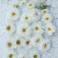 A portrait of Cosmos Double Click Snow Puff