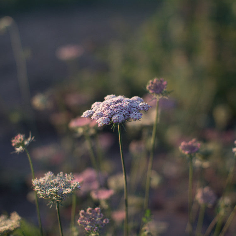 Queen Anne's Lace Seeds - Chocolate Lace Flower - Packet, White/Purple, Flower Seeds, Eden Brothers