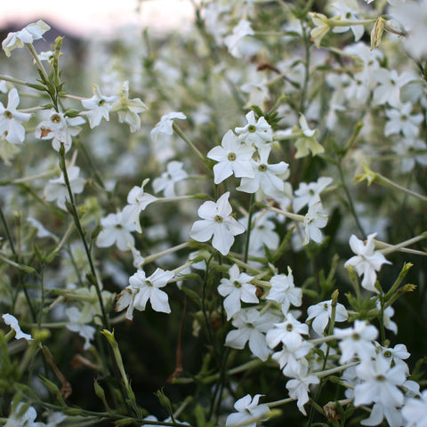 A close up of Flowering Tobacco Grandiflora