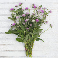 A bunch of Globe Amaranth Pastel Mix