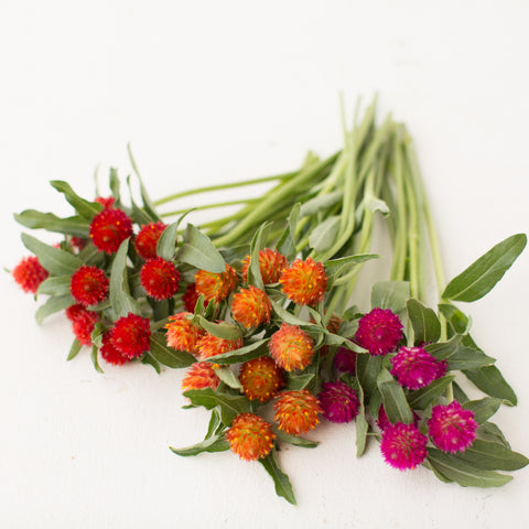 A bunch of Globe Amaranth Sunset Mix