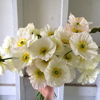 A handful of Iceland Poppies Champagne Bubbles White