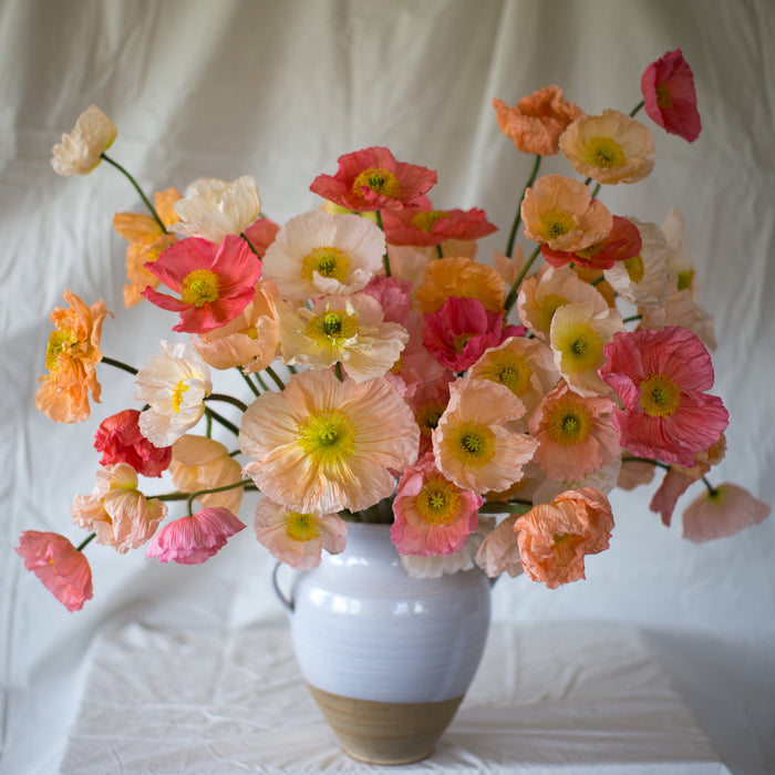 A bouquet of Iceland Poppies Sherbet Mix