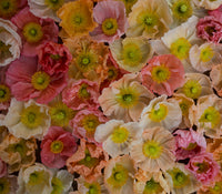 An overhead of Iceland Poppies Sherbet Mix