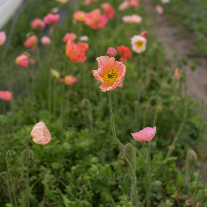 Iceland Poppies Sherbet Mix growing in the field