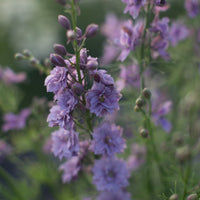 A close up of Larkspur Earl Grey