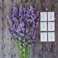 A bunch of Larkspur Earl Grey beside 6 seed packets