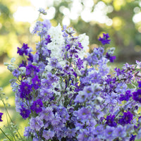 A close up of Larkspur Summer Skies Mix