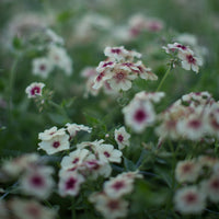 Phlox Cherry Caramel growing in the field