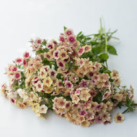 A bunch of Phlox Cherry Caramel