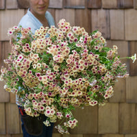 An armload of Phlox Cherry Caramel