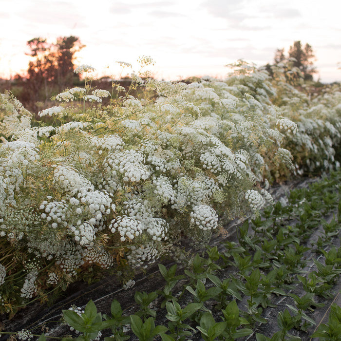 Queen Anne's Lace Queen of Africa growing in the field