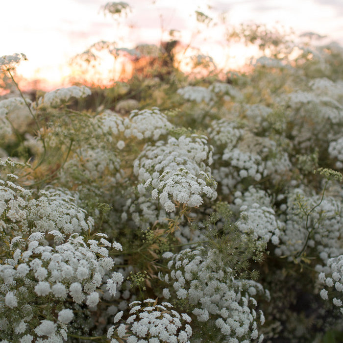 Queen Anne's Lace thrives in landscapes  Mississippi State University  Extension Service