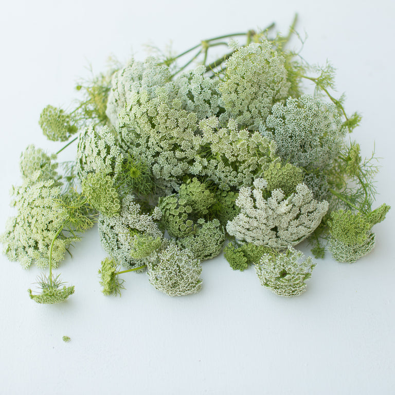 A bunch of Queen Anne's Lace Green Mist