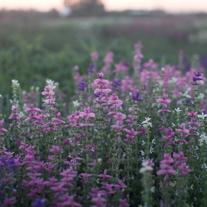 Clary Sage Clary Mix growing in the field