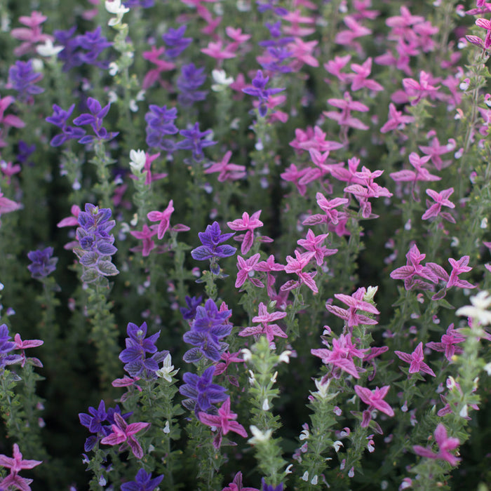 An overhead of Clary Sage Clary Mix