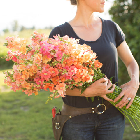 An armload of Snapdragon Madame Butterfly Pink