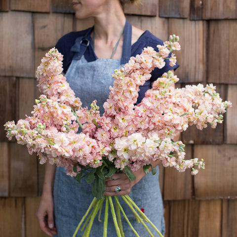 A handful of Stock Apricot