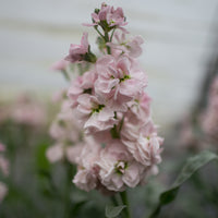 A close up of Stock Malmaison Pink
